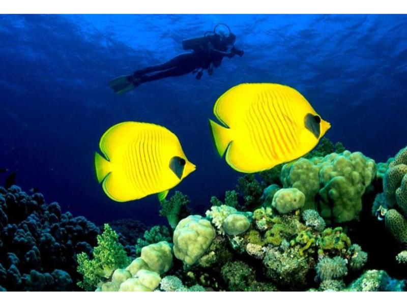 Live the Red Sea Dream  Affordable Luxury in Marsa Alam