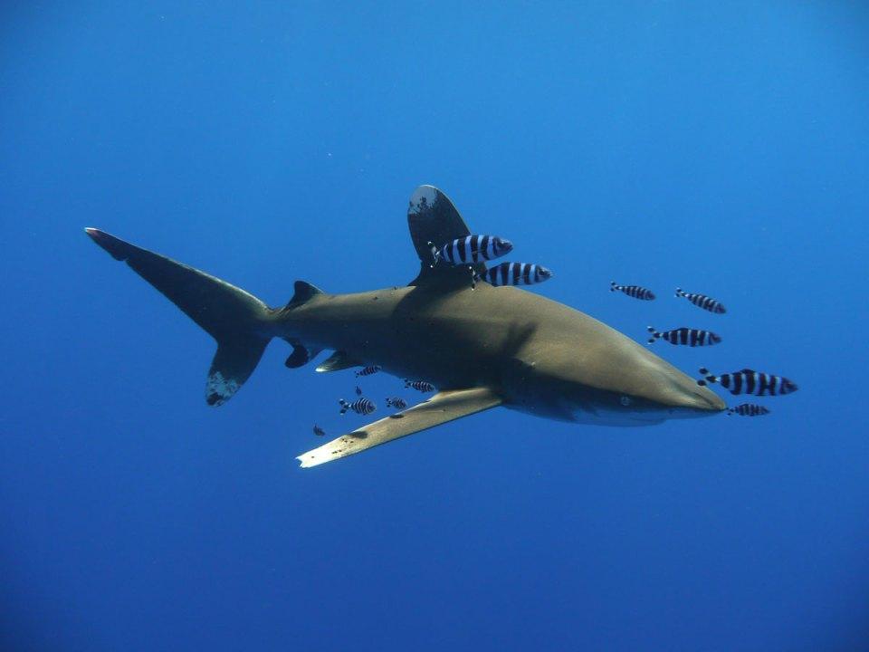 Diving into Marsa Alam: Live Close to World-Class Dive Sites